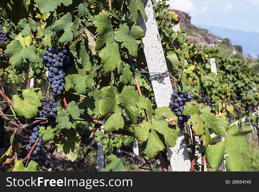 Alpine vineyards in Valtellina, Italy