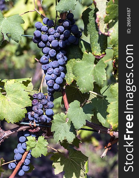Grapes of alpine vineyards in Valtellina, Italy