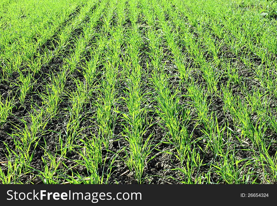 Beautiful green grass close-up for abstract background