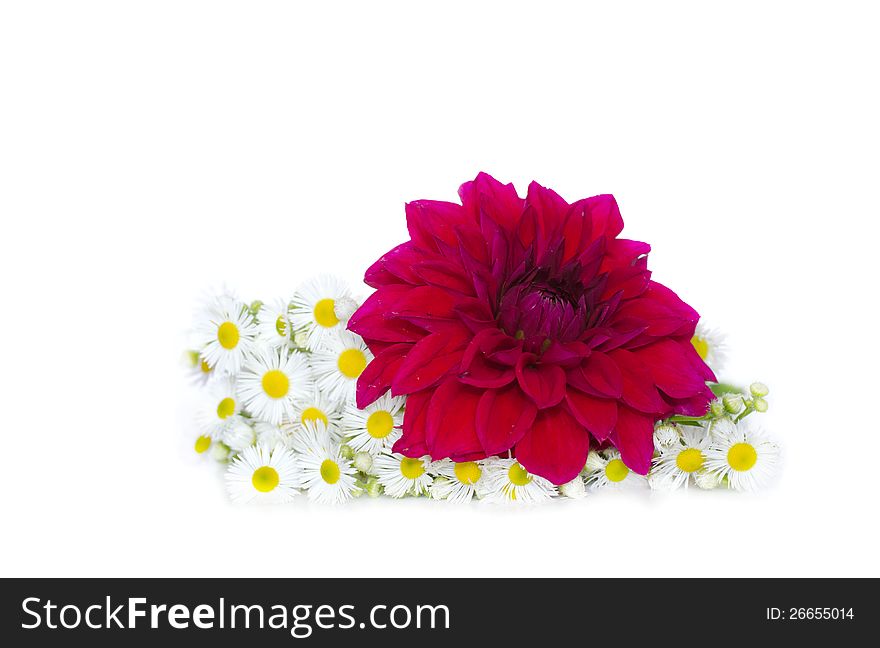 Summer bouquet of daisies and red flower on a white background. Summer bouquet of daisies and red flower on a white background