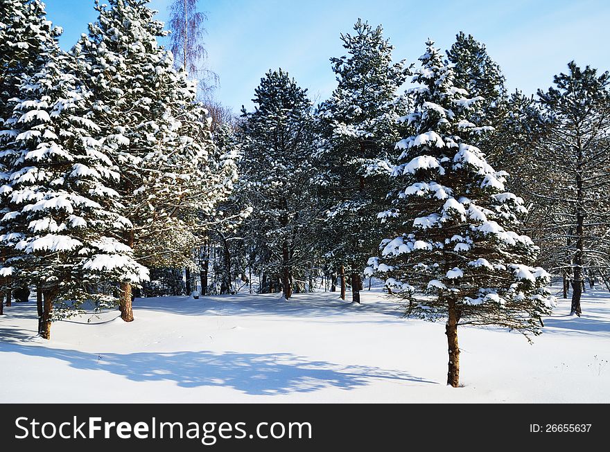 Public garden is covered with snow and sunlit. There is nobody in the middle of evergreen coniferous and bare trees. Public garden is covered with snow and sunlit. There is nobody in the middle of evergreen coniferous and bare trees.