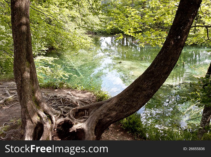 View on old tree in Plitvice lakes - Croatia. View on old tree in Plitvice lakes - Croatia.
