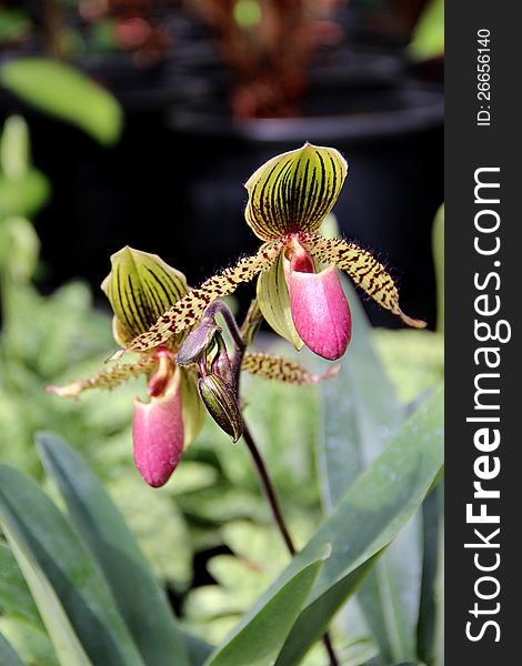 Tiger blooming orchid in the greenhouse