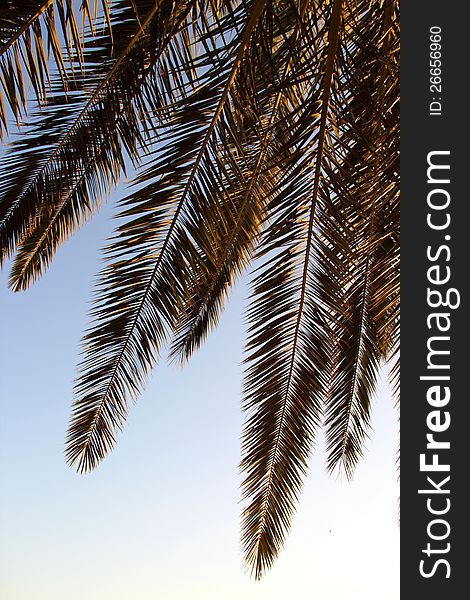 Palm leafs and sea in the evening, sunset