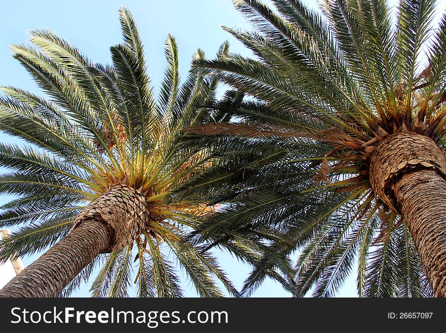 Two palm trees in the summer day