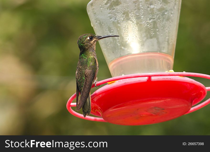 A female hummingbird with glittering pale blue forehead and metallic green feathers  sitting perched on feeder.This  hummingbird was photographed on the eastern slopes of the Andes in Ecuador. A female hummingbird with glittering pale blue forehead and metallic green feathers  sitting perched on feeder.This  hummingbird was photographed on the eastern slopes of the Andes in Ecuador.