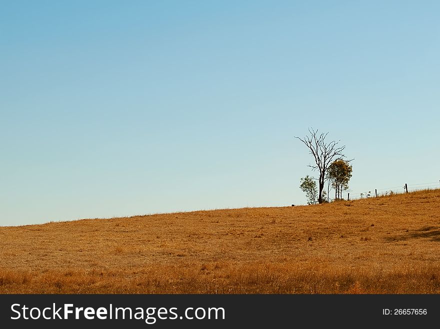 Australian undulating outback winter horizon with clear blue sky dead tree fence posts and dry grass