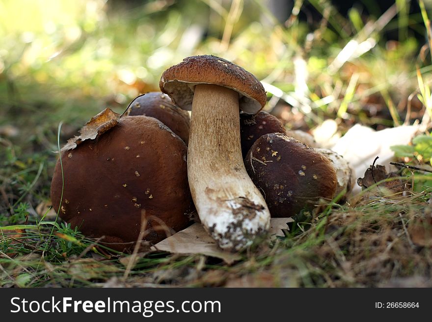 Porcini Mushrooms in a forest