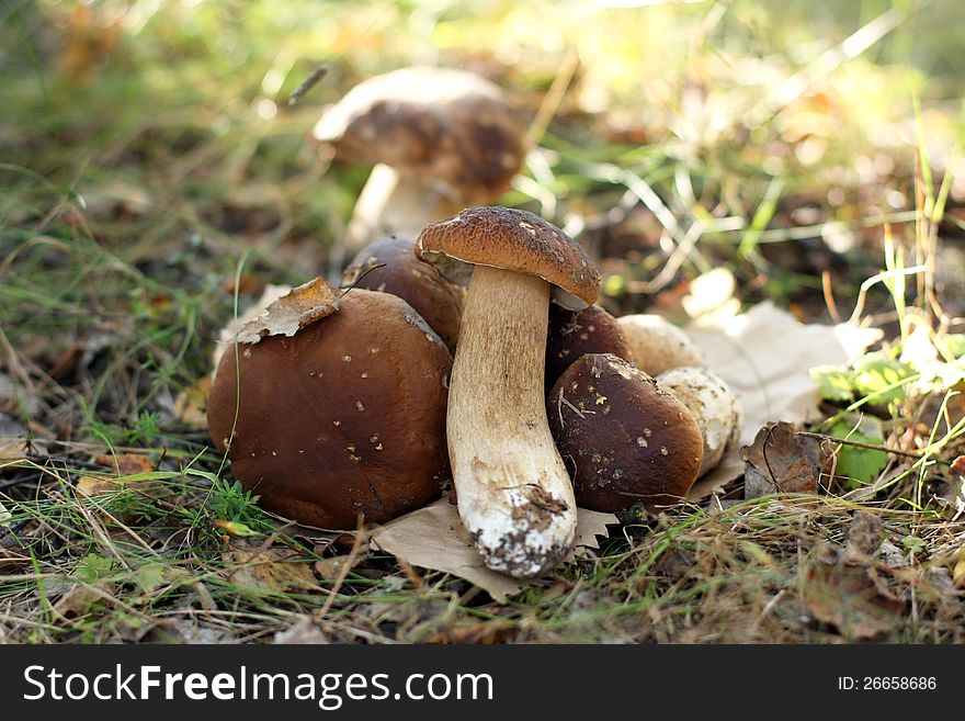 Porcini Mushroom in the forest