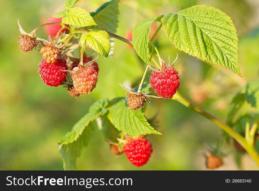 Juicy of a red raspberry