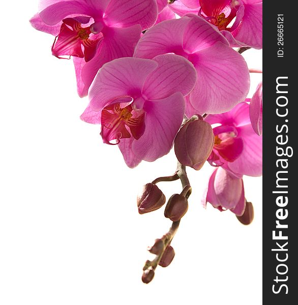 Pink orchid isolated on white.