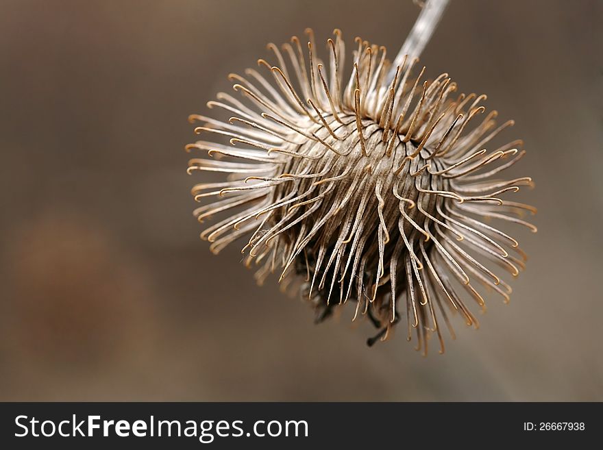 A tree seed protects itself with long ones spur before predators