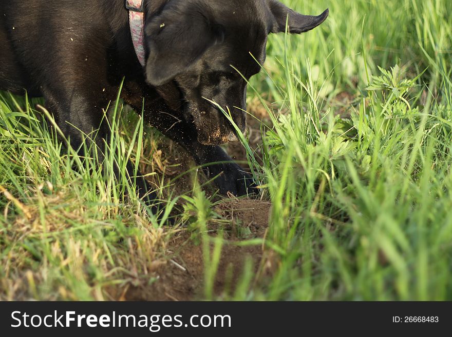 Black retriever pawing in grass. Black retriever pawing in grass