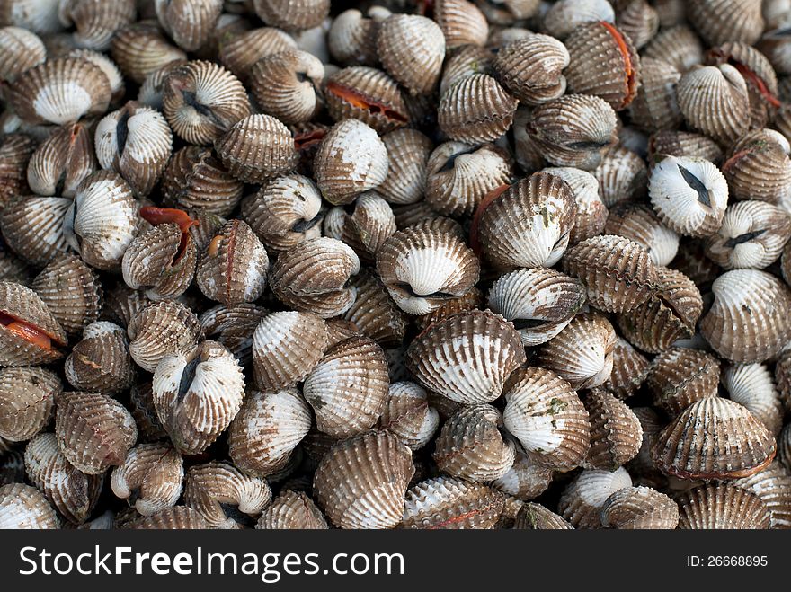 Closeup cockles shell background at market