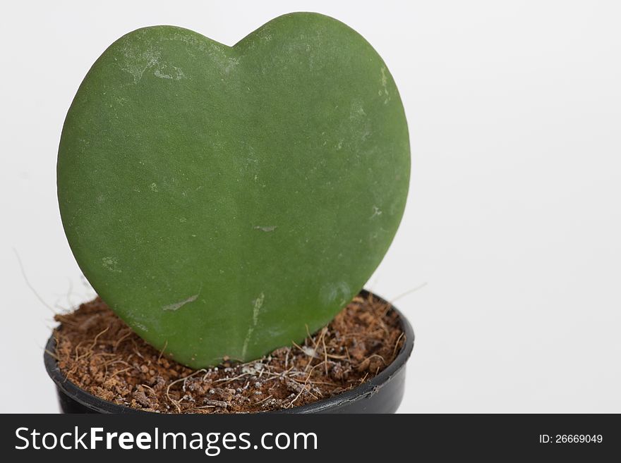 Isolated heart cactus in the white background