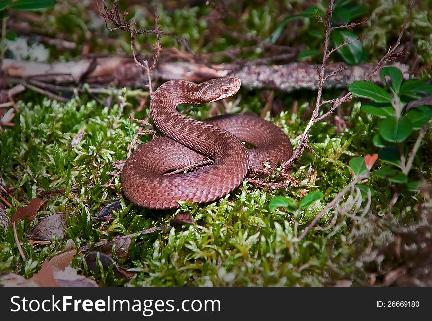 Snake curtailed into a spiral on a wood glade