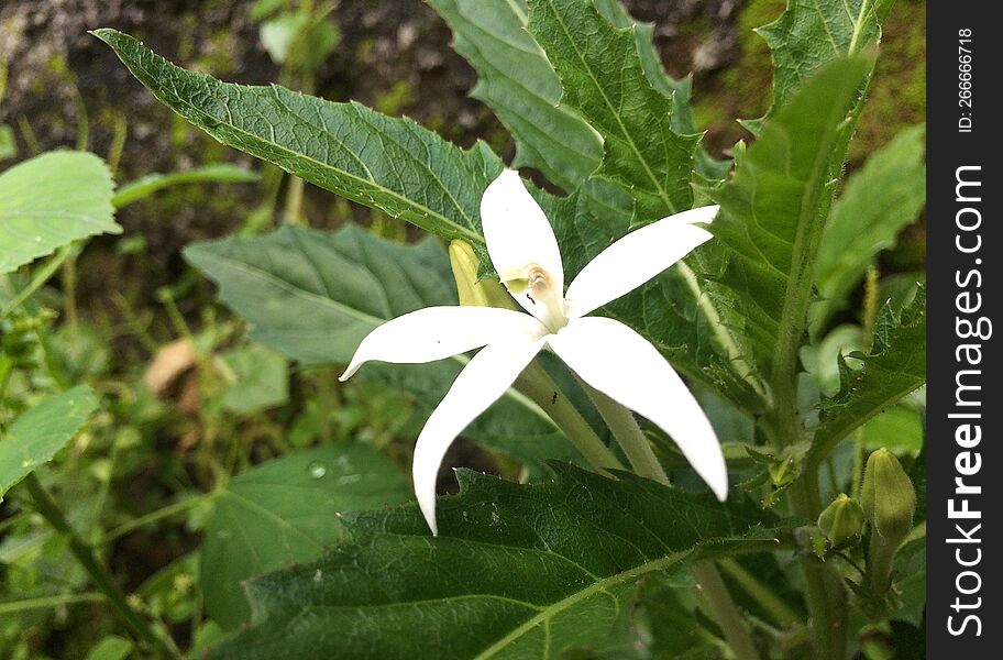 White Flower In Tropical Forest