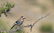 Jay On The Tree Royalty Free Stock Images Jay On The Tree Royalty Free Stock Images