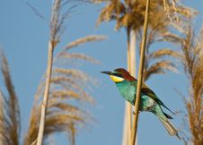 Bee-eater Royalty Free Stock Photos Bee-eater Royalty Free Stock Photos