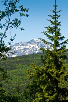 Forest And Mountains In Skagway, Alaska Royalty Free Stock Photos