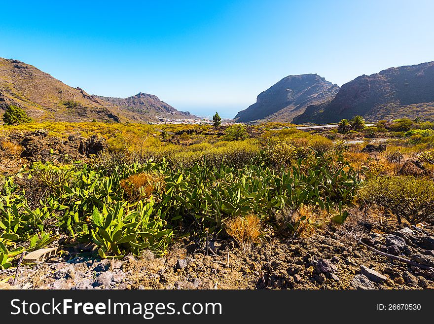 Tenerife landscape in a valley full of vegetation