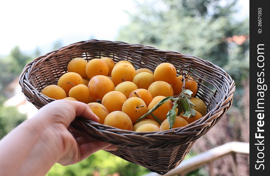 Basket with yellow ripe plums