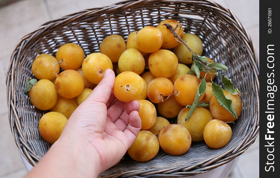 Basket with  yellow ripe plums