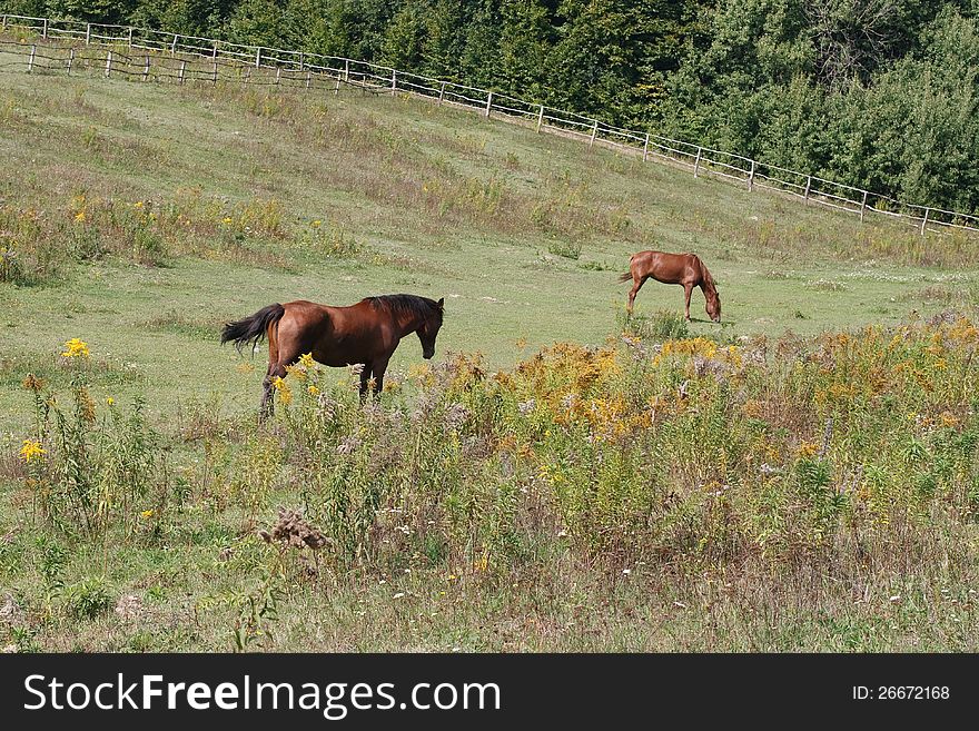 Two Horses Grazing On Summer Pasture