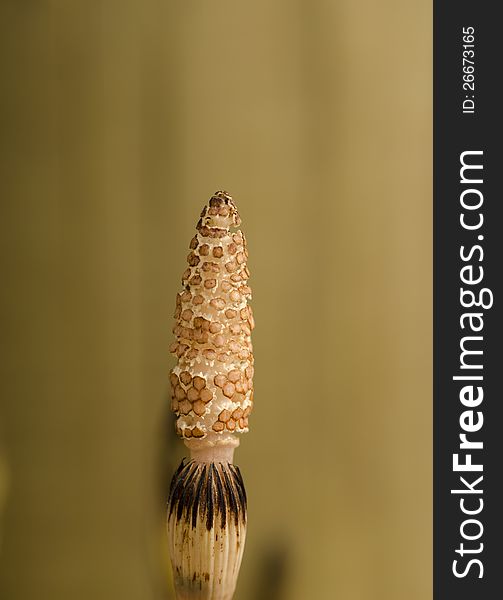 Common horsetail rising of the lake