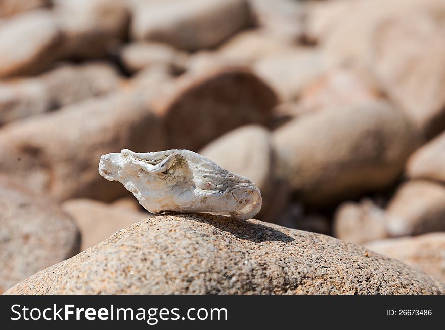 Image of a shell on a stone with a rocky background, located on the coastline of  Brittany in northern France. Image of a shell on a stone with a rocky background, located on the coastline of  Brittany in northern France.