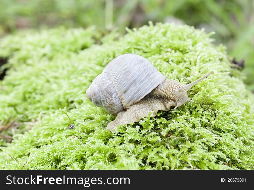 Snail crawling on the forest moss