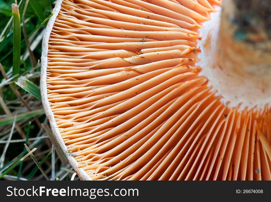 Fresh lactarius deliciosus, Fall mushroom