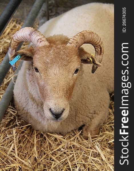A Sheep With Horns in a Metal Pen with Straw. A Sheep With Horns in a Metal Pen with Straw.