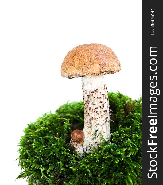 Forest mushrooms with moss on a white background