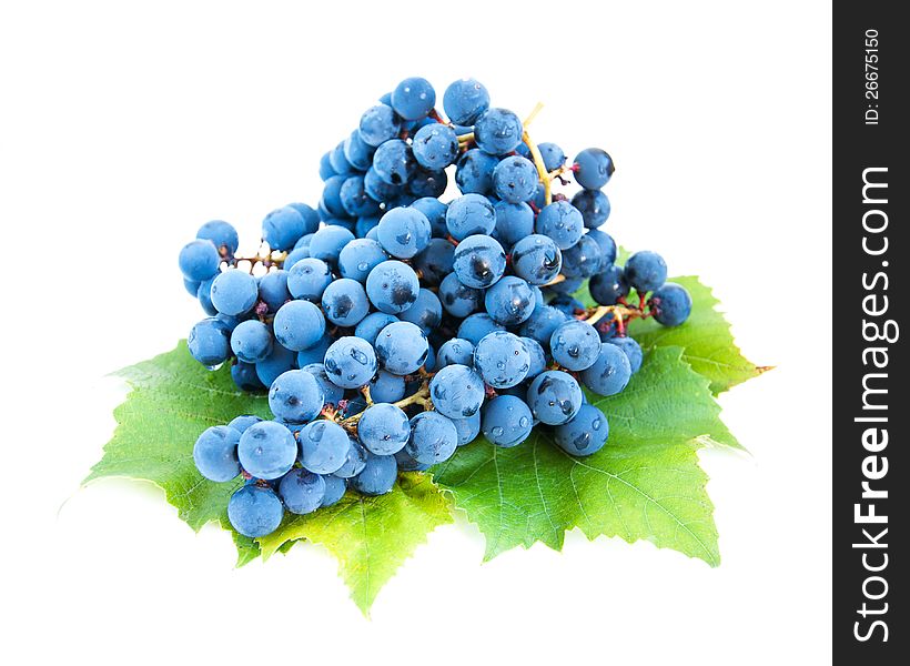 Fresh blue grape cluster with leaves on a white background. Fresh blue grape cluster with leaves on a white background