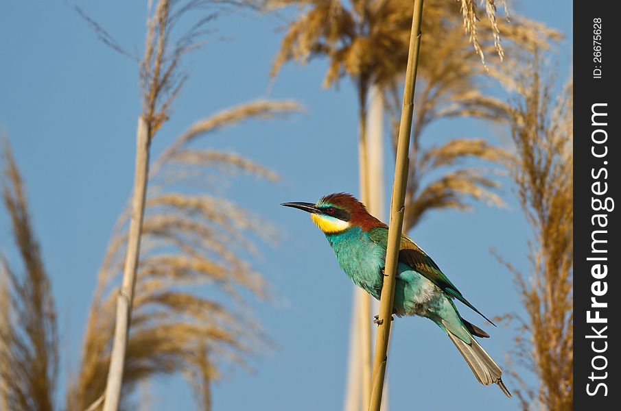 Bee eater on the reed. Bee eater on the reed