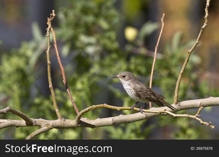 Flycatcher waiting for a fly to catch. Flycatcher waiting for a fly to catch