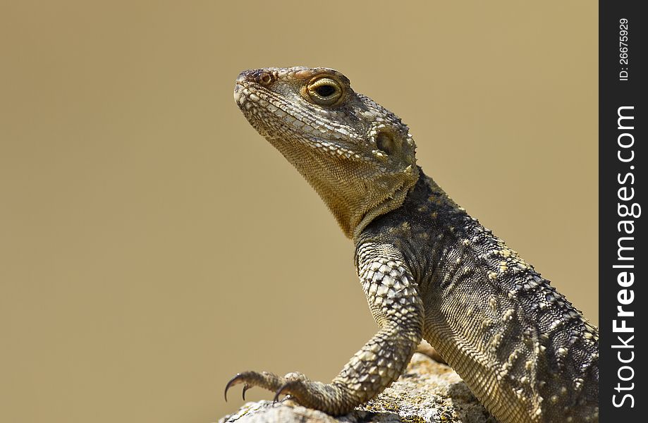 Portrait of a Roughtail Rock Agama. Portrait of a Roughtail Rock Agama