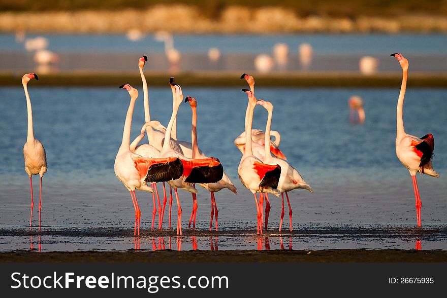 Ritual of the Flamingos by the Pond. Ritual of the Flamingos by the Pond