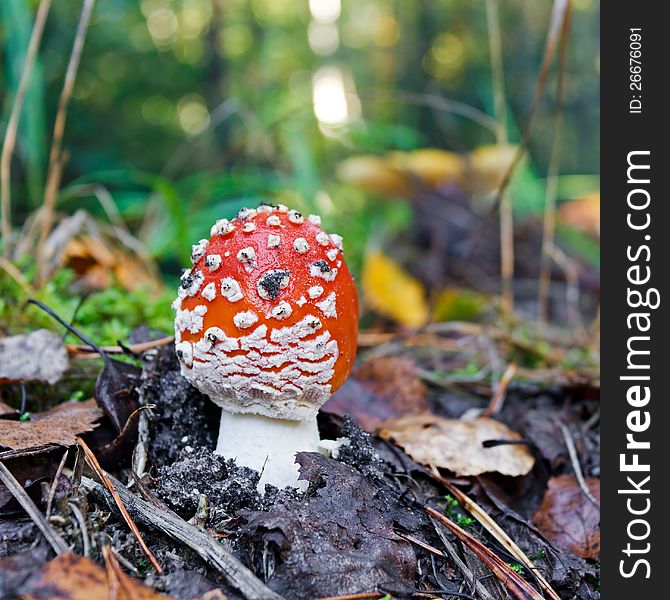 The red fly-agaric growing in wood in the autumn