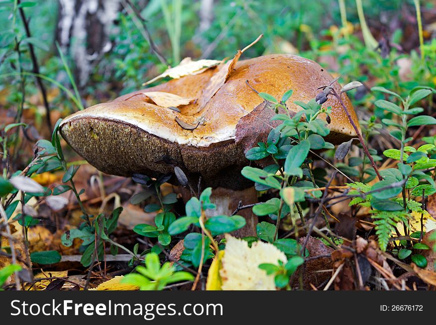 The old cepe growing in wood in the autumn