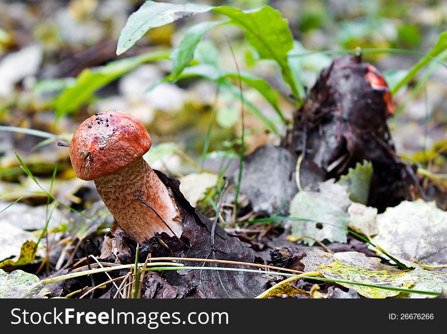 Photo of tasty edible fungi - aspen mushrooms red (Leccinum rufum) - at an early stage of the development, growing in an autumn forest. Photo of tasty edible fungi - aspen mushrooms red (Leccinum rufum) - at an early stage of the development, growing in an autumn forest