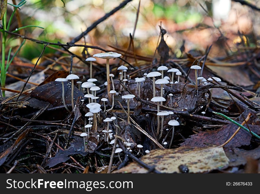 Photo of the shallow inedible mushrooms, growing groups in Ð¾ÑÐµÐ½ÐµÐ¼ to a forestt