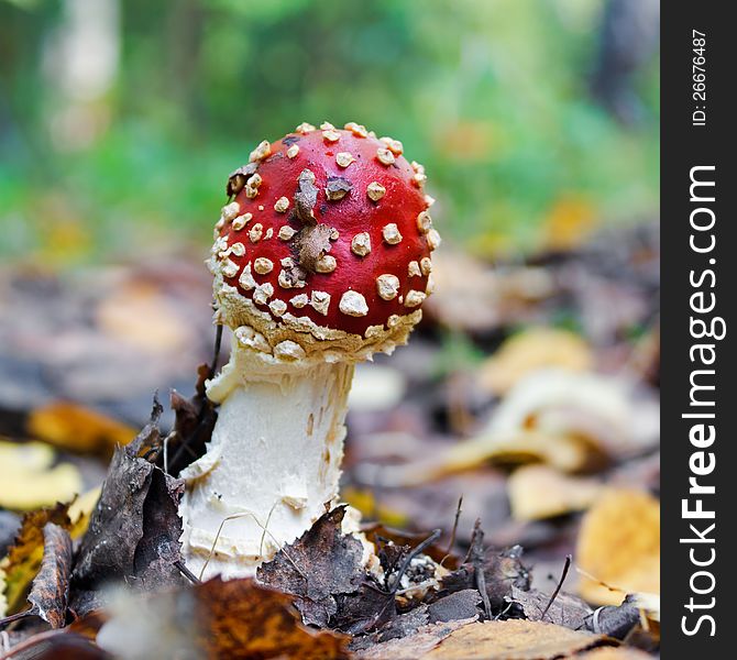 The red fly-agaric growing in wood in the autumn