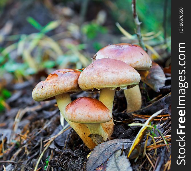 Not the edible fungi growing on rotten wood in an autumn forestt. Not the edible fungi growing on rotten wood in an autumn forestt