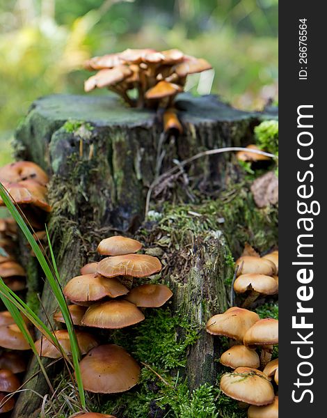 Plenty of brown mushrooms at a stump of a tree.