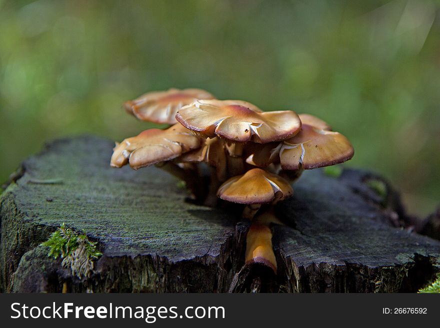 Mushrooms On Top Of A Stump