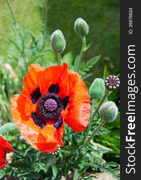 Vertical closeup of a single poppy. Vertical closeup of a single poppy