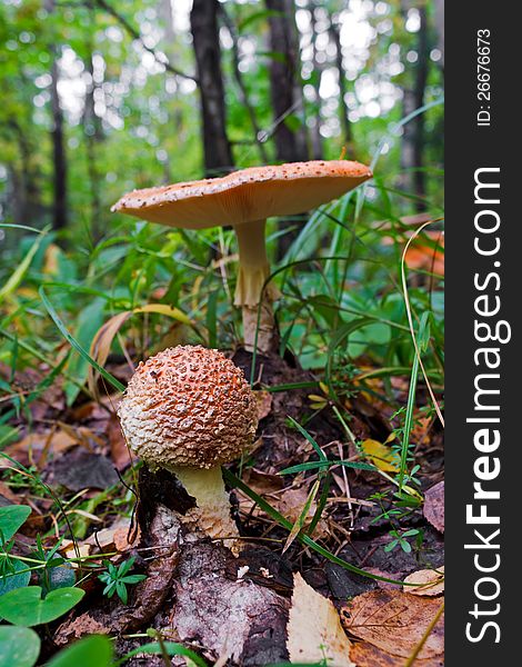 Photo of poisonous funguses - red fly-agarics (Amanita muscaria). Attention: the use in nutriment is hazardous to health!. Photo of poisonous funguses - red fly-agarics (Amanita muscaria). Attention: the use in nutriment is hazardous to health!