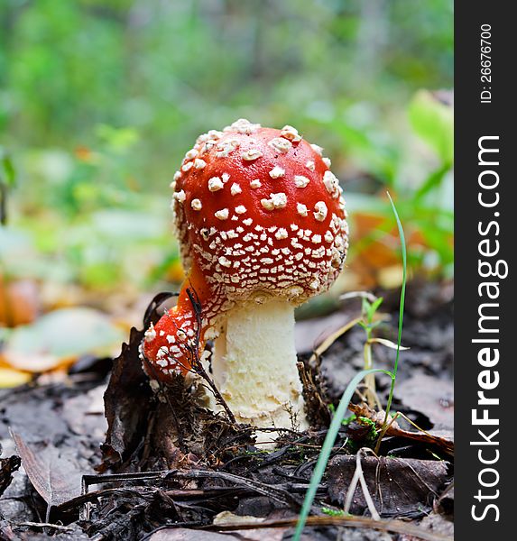 Photo of a poisonous mushroom - a red fly agaric (Amanita muscaria) - in an early stage of development. Attention: the use in food is hazardous to health!. Photo of a poisonous mushroom - a red fly agaric (Amanita muscaria) - in an early stage of development. Attention: the use in food is hazardous to health!
